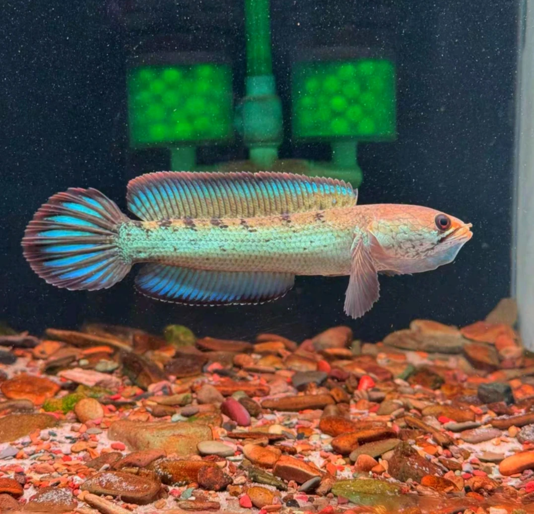 鬼王雷龙 中大型鱼（色彩鲜艳）首选推荐