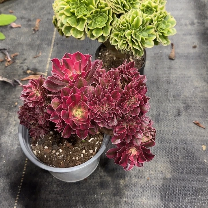 法师多肉植物两颗
