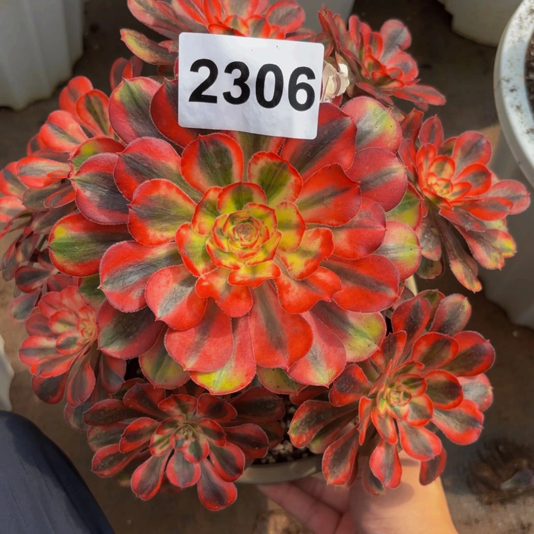 2306多肉植物初恋法师