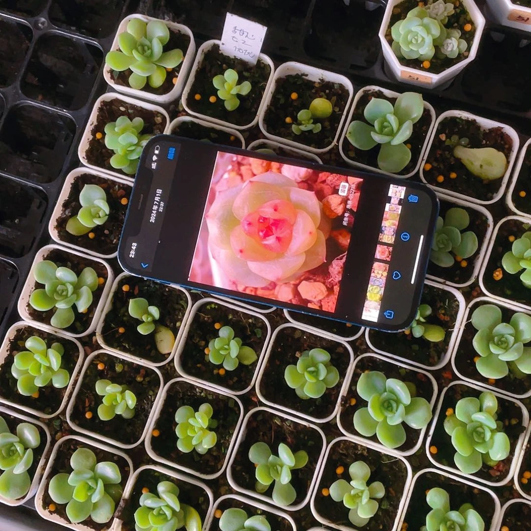 唐唐t2 中盆一个满25包邮