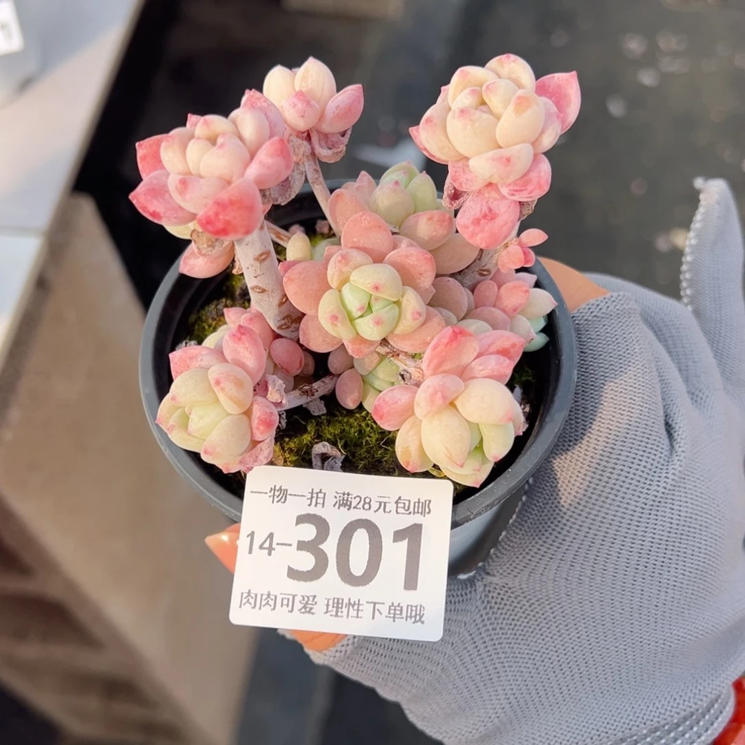 粉香水多肉多肉多肉多肉