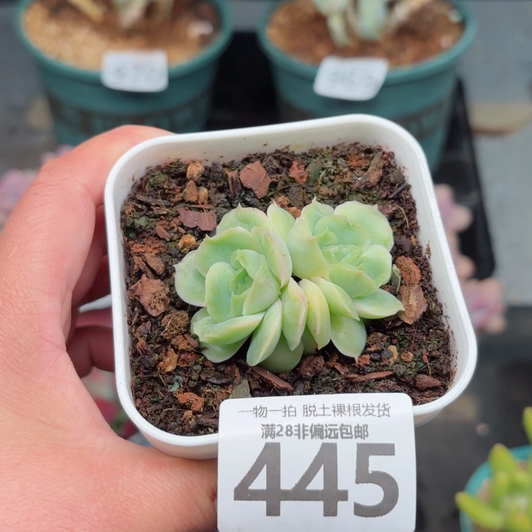 虾饺双头无盆土发货
