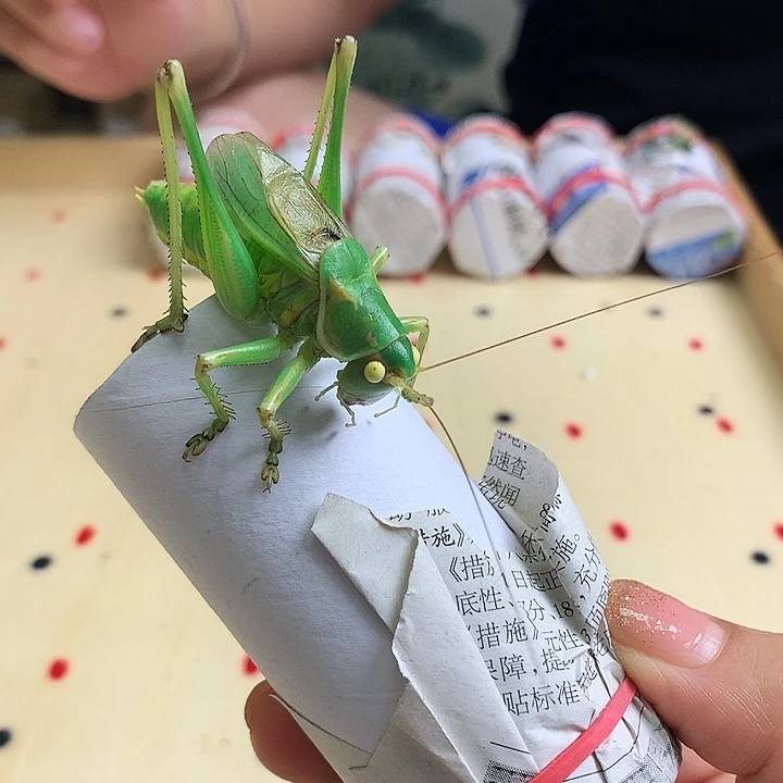 北***C绿蝈蝈啊啊啊啊啊啊