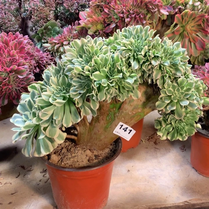 141绿豆沙缀多肉大师