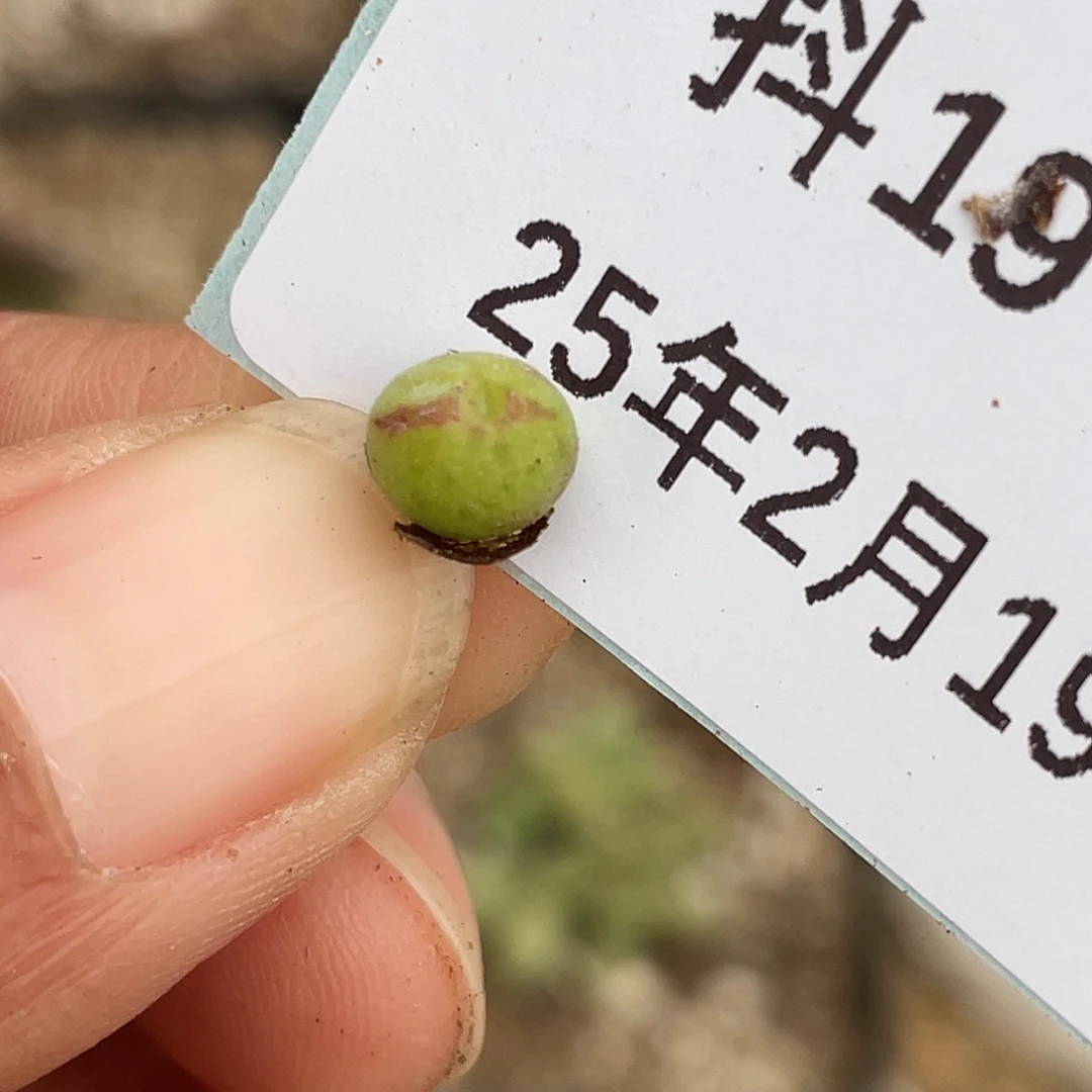 19-72猪蹄多肉植物