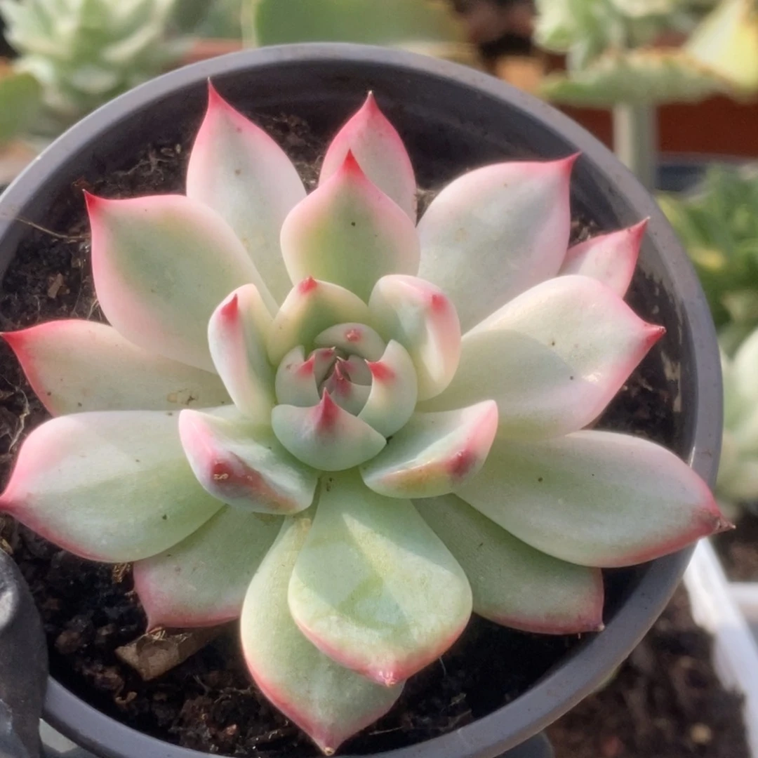 345锦锦锦锦锦锦锦