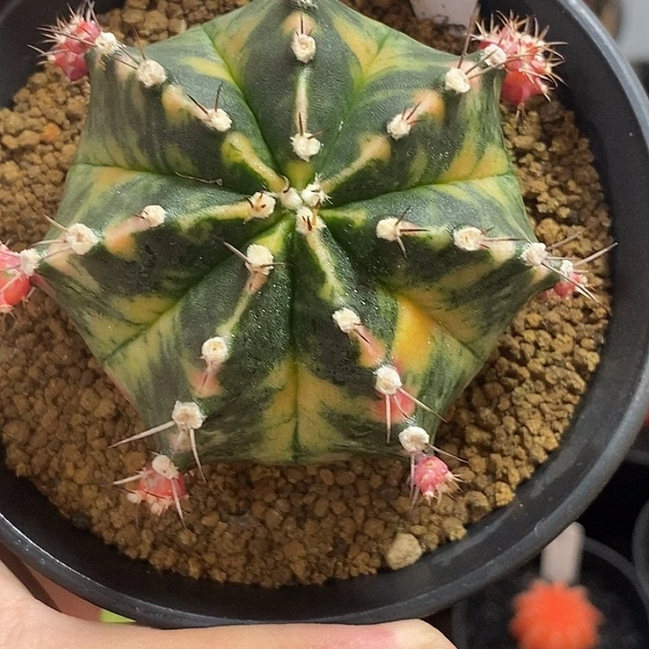 泰系铭品米哈—带盆土发货42