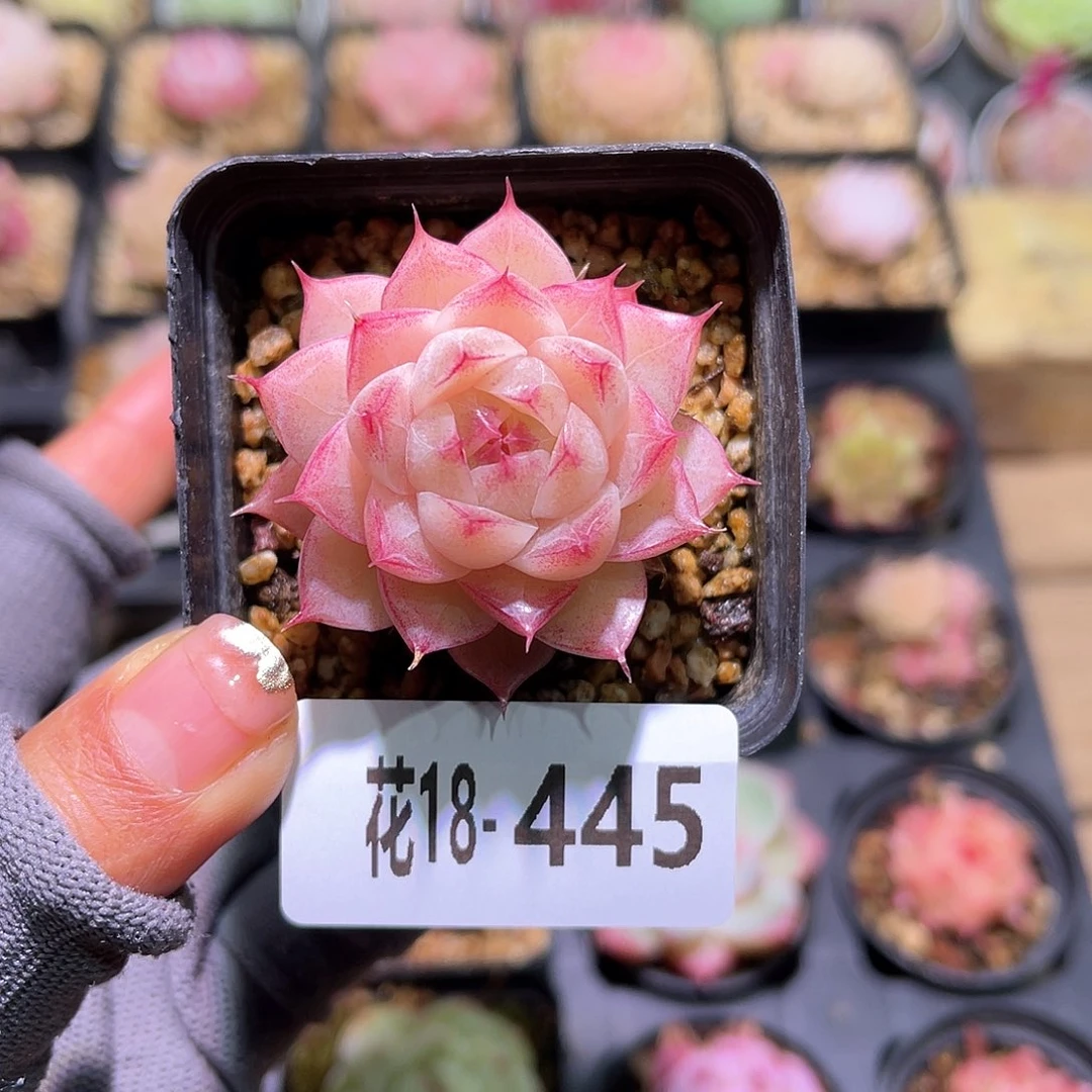 花18-445女王单头