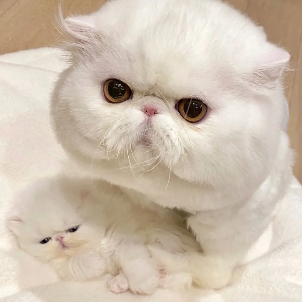 派大星宠物主食罐头系列