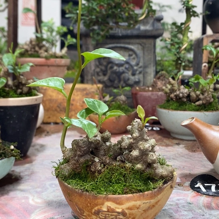 无花朵退款拉黑拉黑43