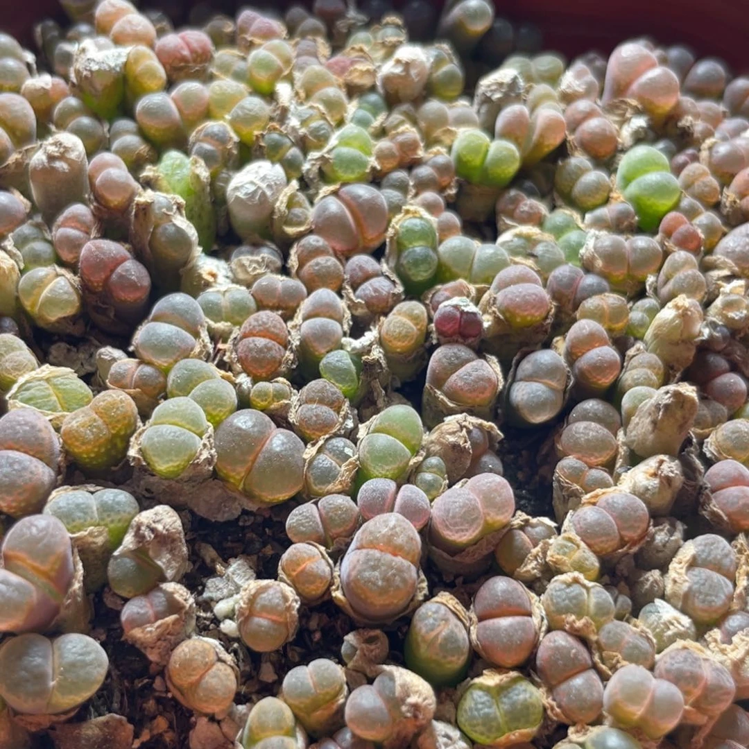 五彩大盆风铃更新～6
