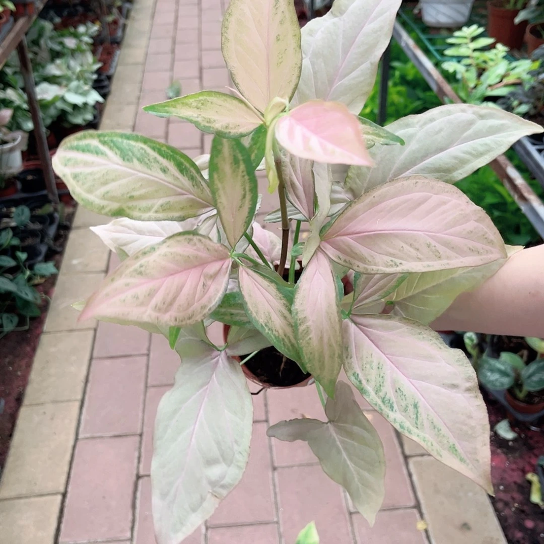 完全开放260粉箭合果芋