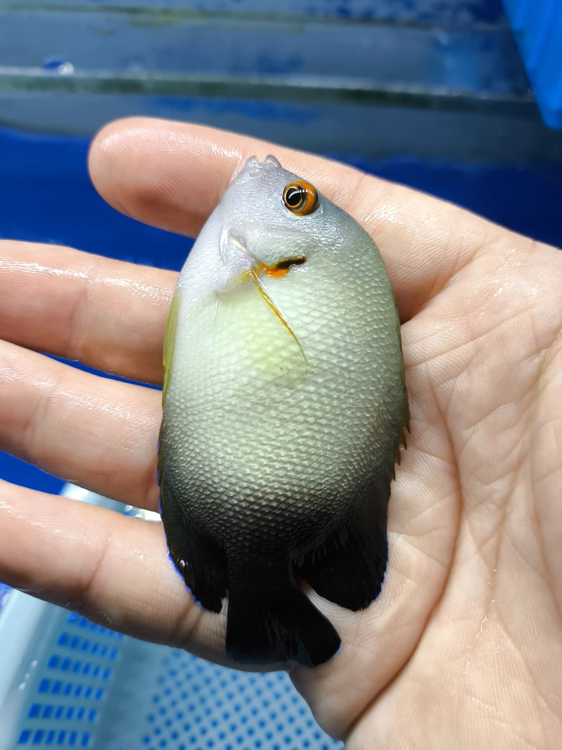 黑尾仙  海水鱼  顺丰发货，开箱报损。