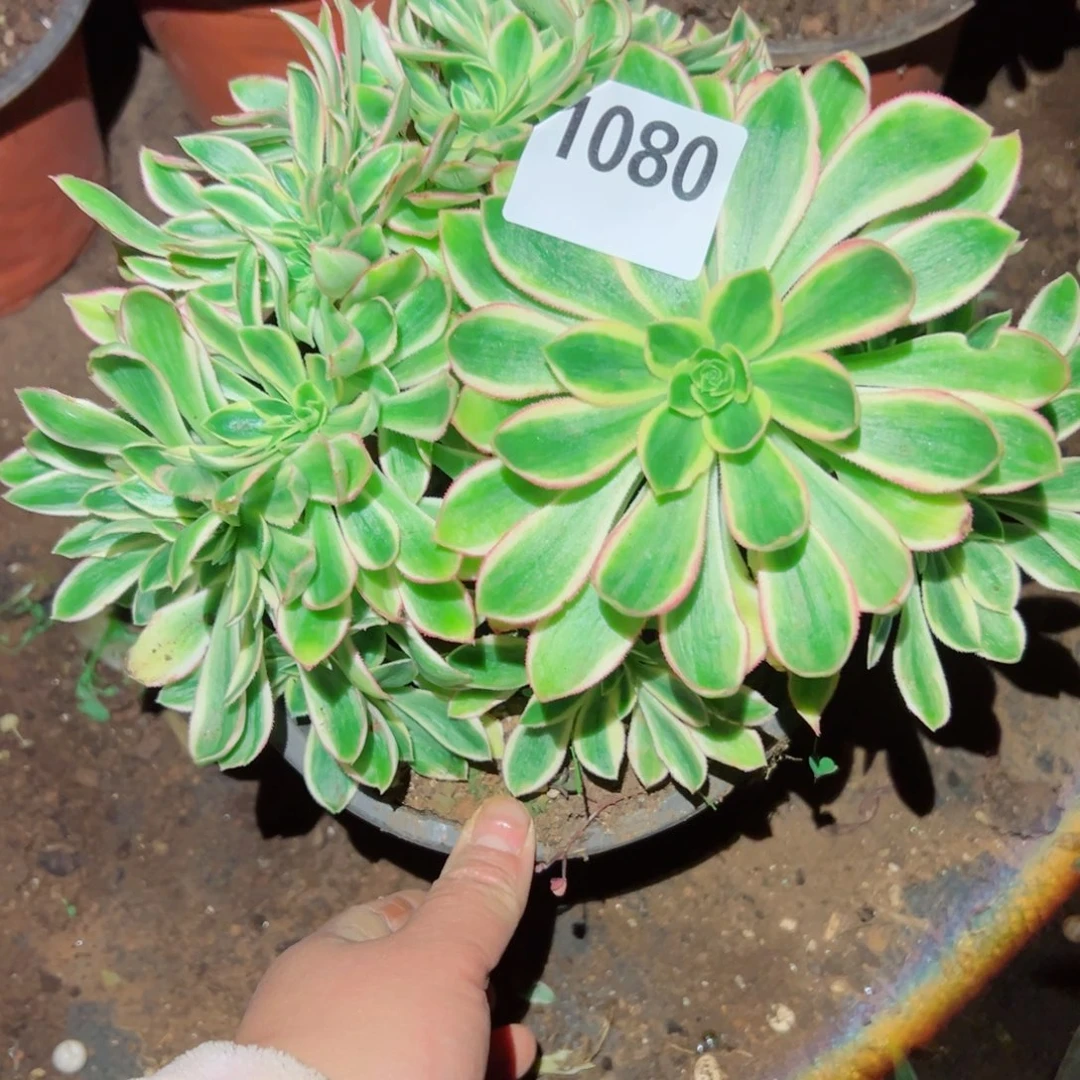 我1080 号多肉法师新年福利