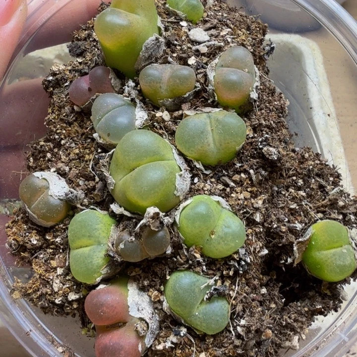 多肉植物的生长发育119