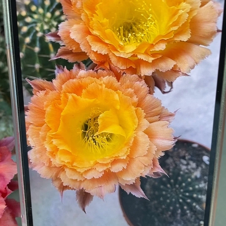香香橙黄羽毛侧芽2公分左右