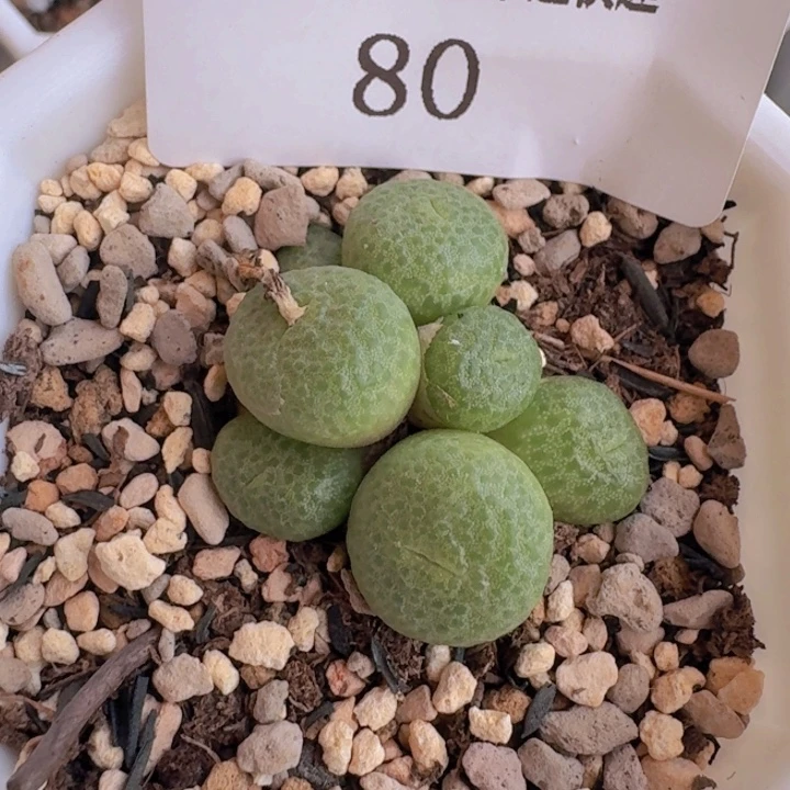 80。
