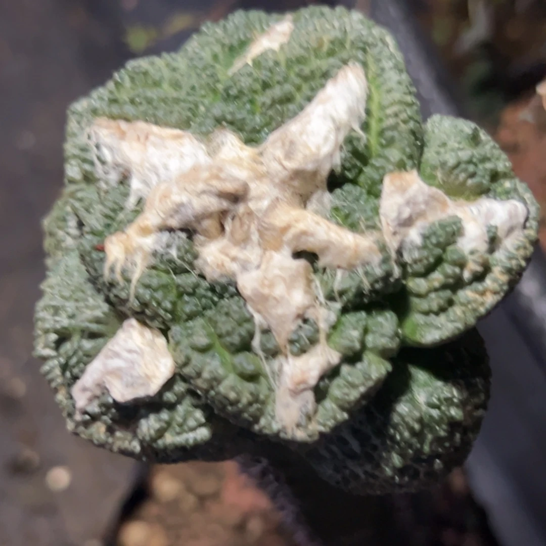 139 仙人球的比赛将于