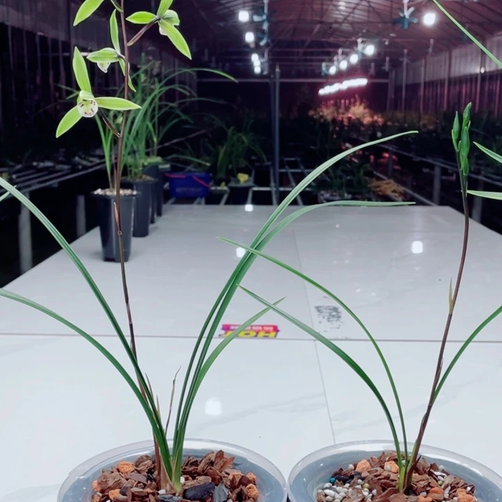 完全开放金****人寒兰翠微