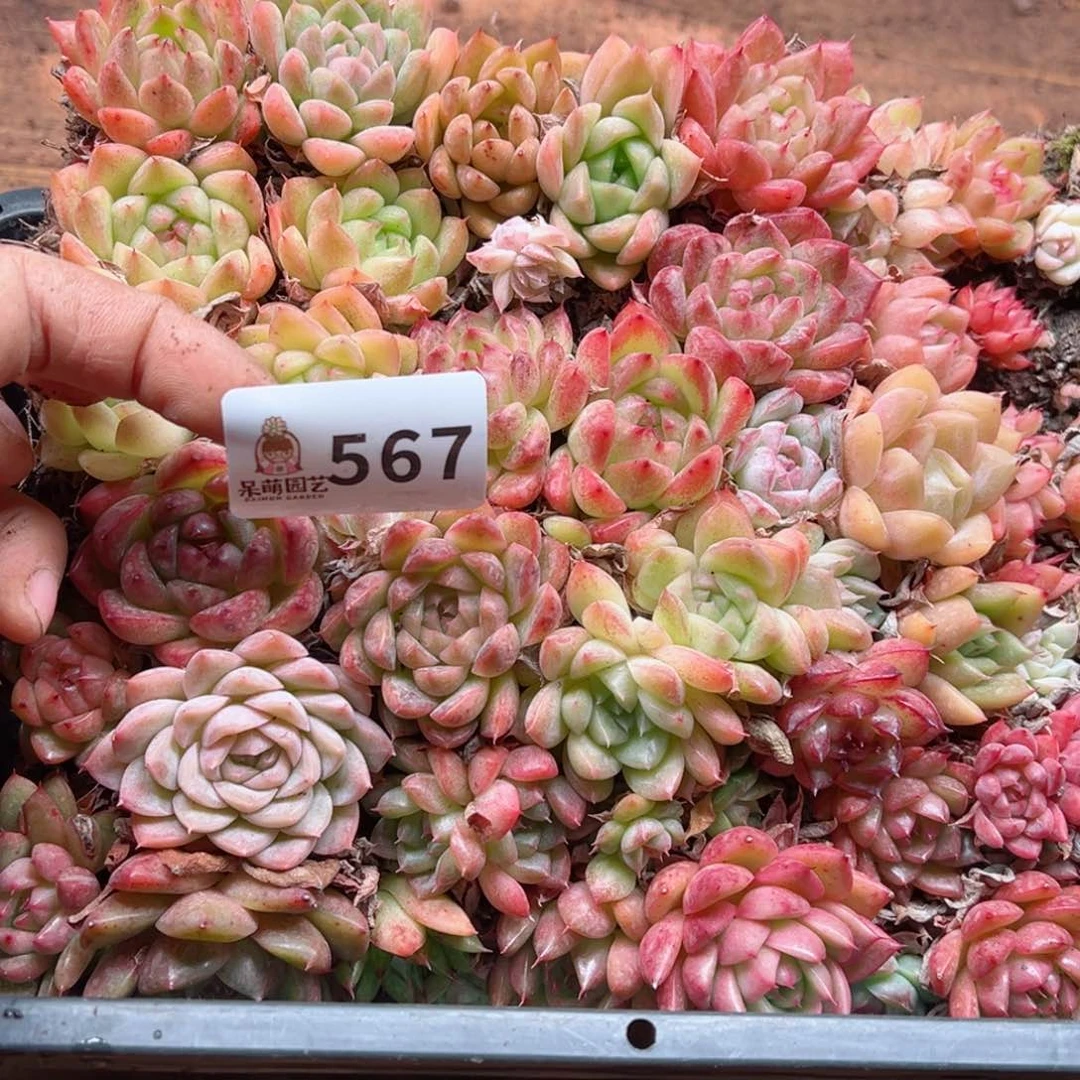 橘***盏多肉植物多肉植物