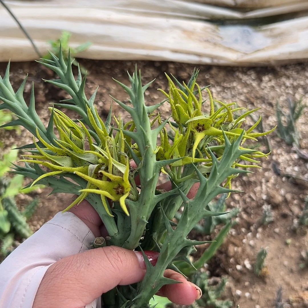 蓝***姬多肉植物多肉植物