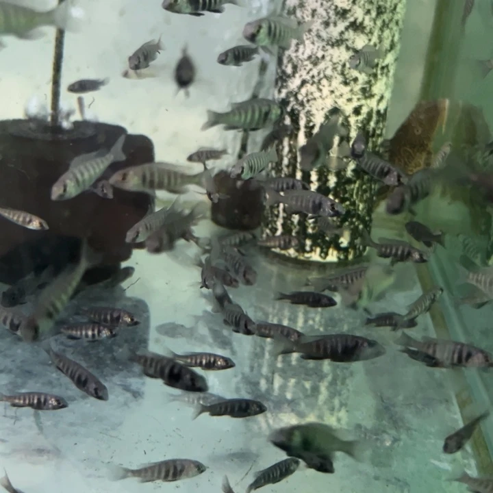 海水鱼三湖慈鲷，热带淡水鱼