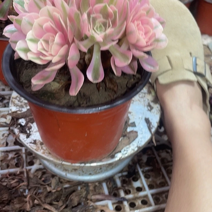 粉女巫一颗脱土发货