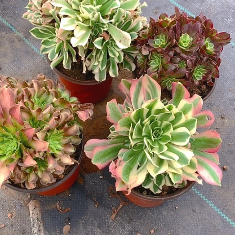 588法师4棵多肉植物