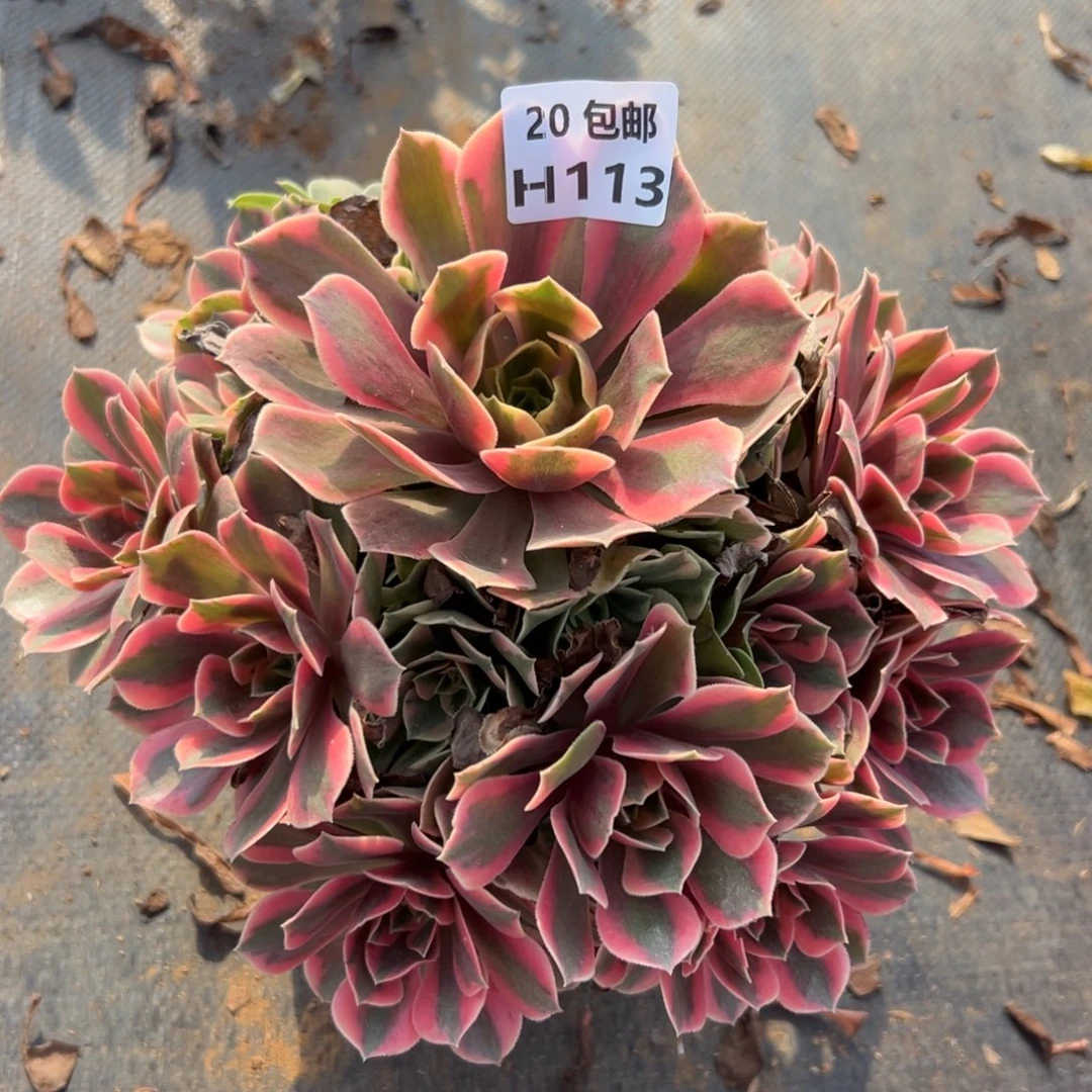 素***言113女妖，多肉法师