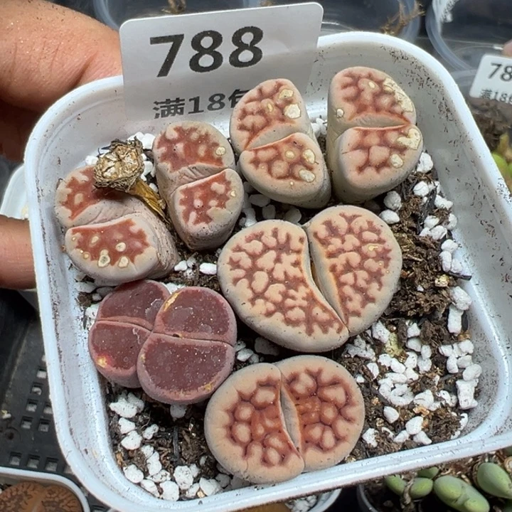 【闪购商品】 788。