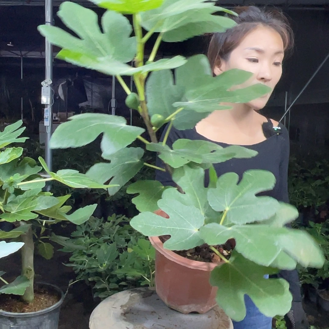 格莱斯无花果果甜汁多