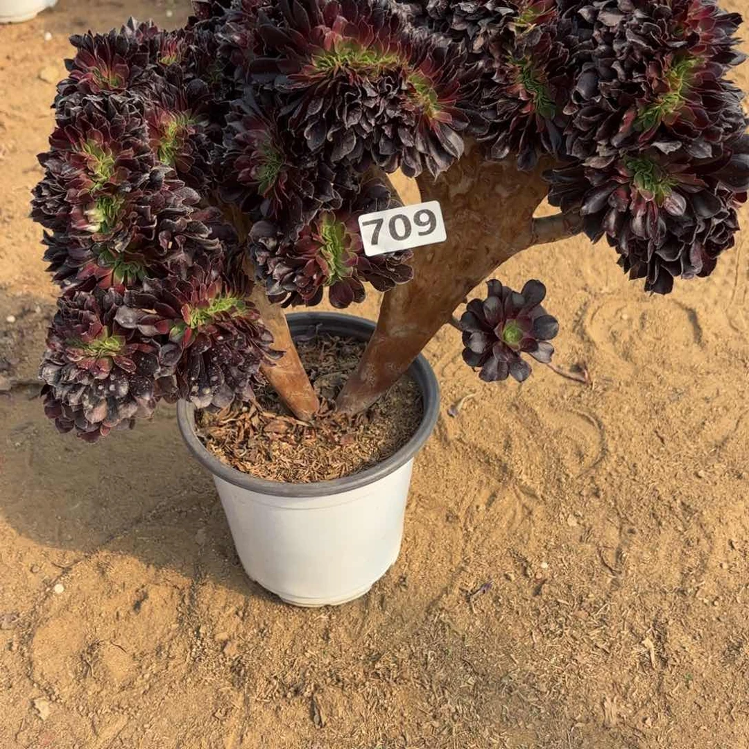 小****h709欧紫缀多肉不包损