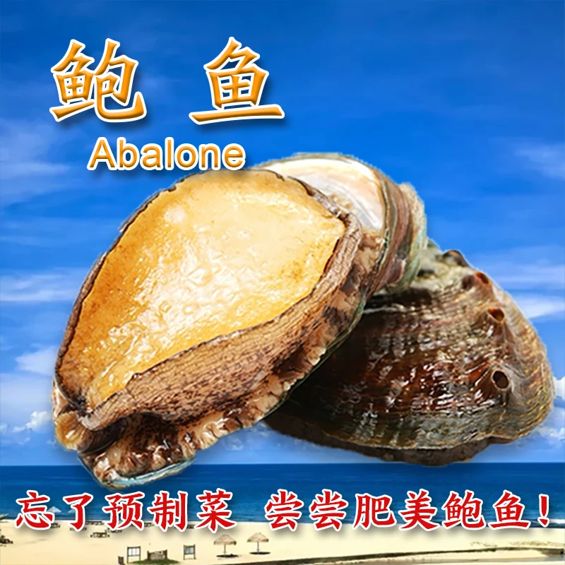 10头大鲍鱼50元10个，大只实惠，尝鲜必备！