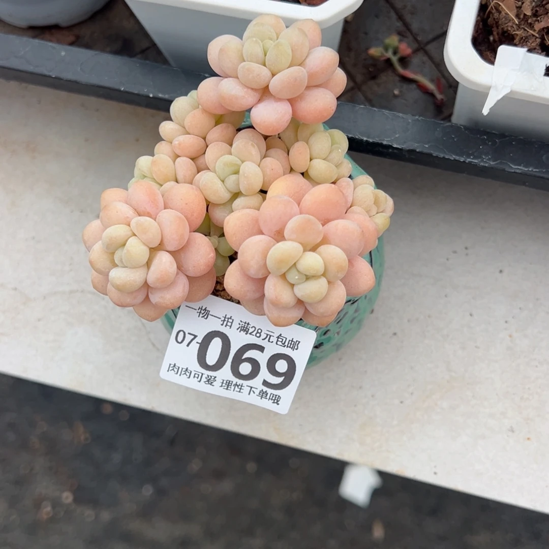 Y*?洛可可多肉多肉多肉多肉