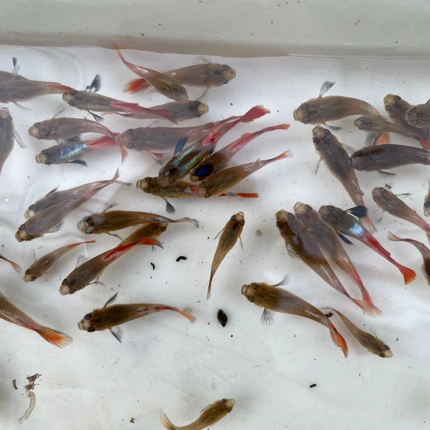 小象耳苗10条买俩单多10条