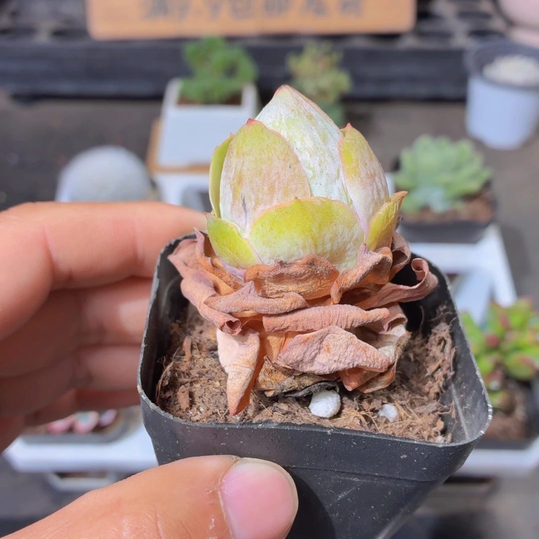 山地玫瑰多肉9.9包邮发货