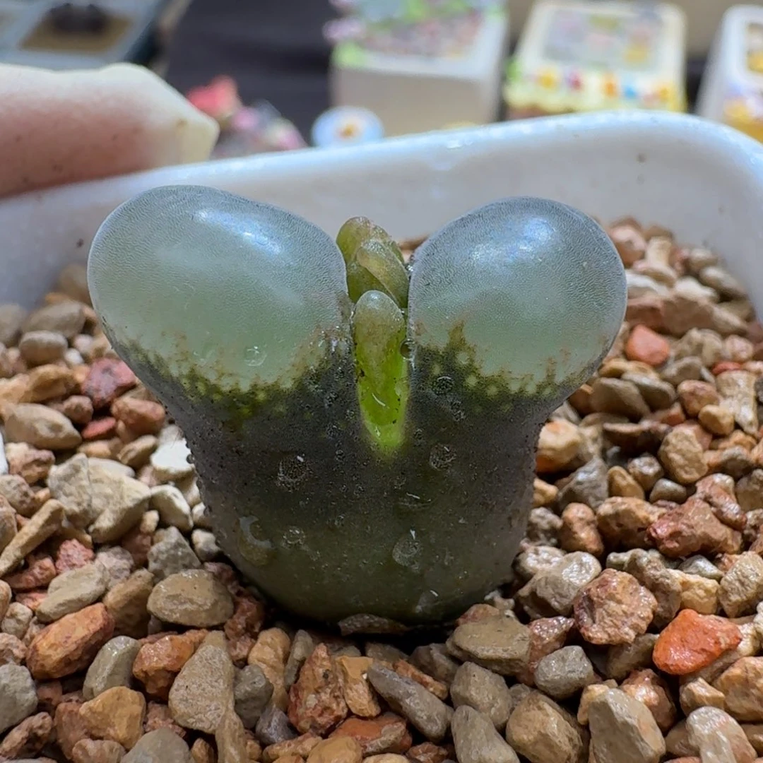 ****单0926-090日系风铃