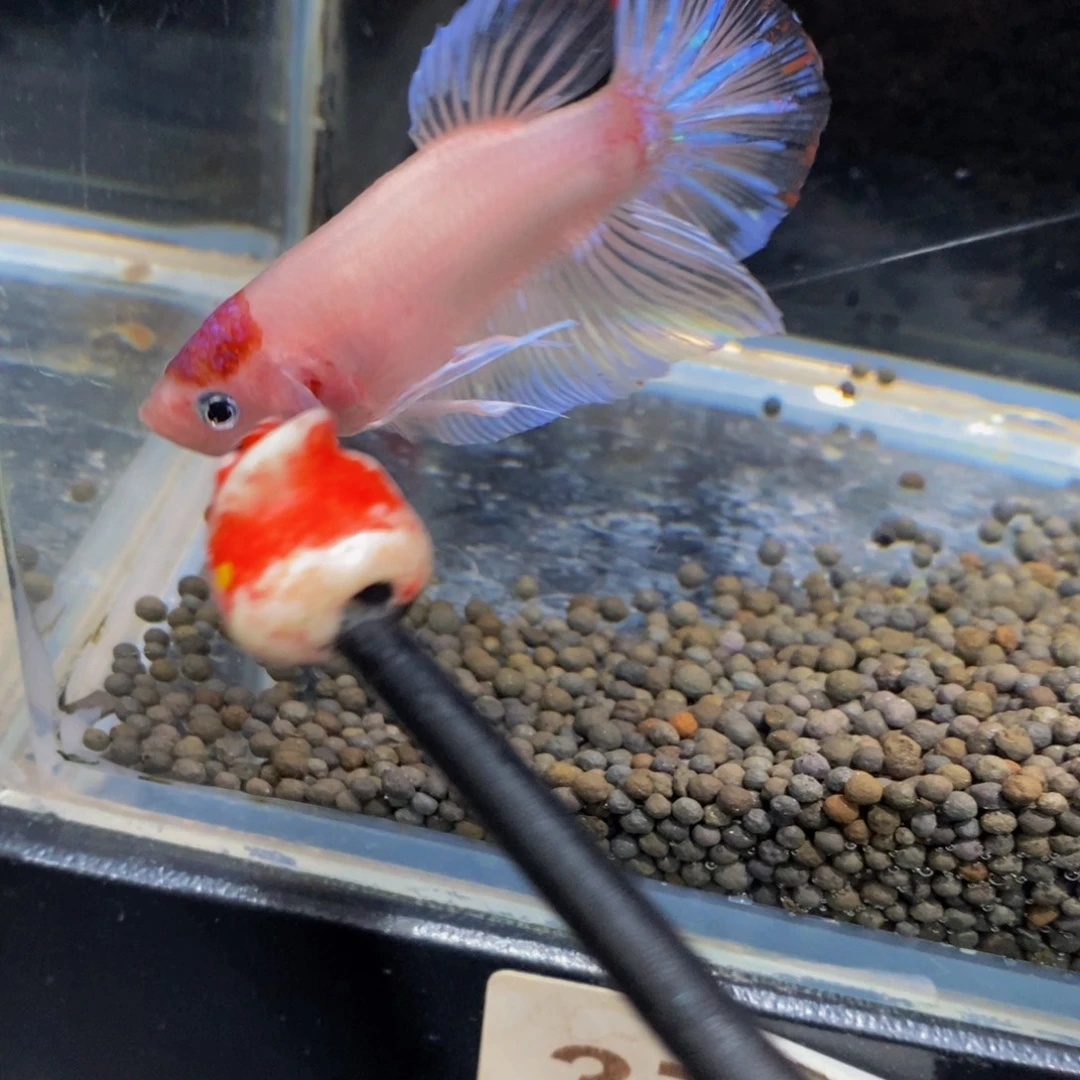 斗鱼378巨斗11111