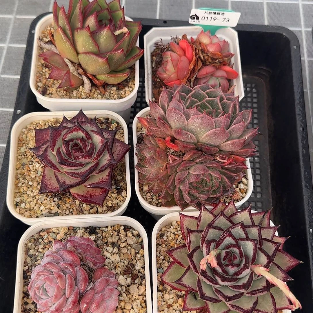 从前慢花园精选0119-73