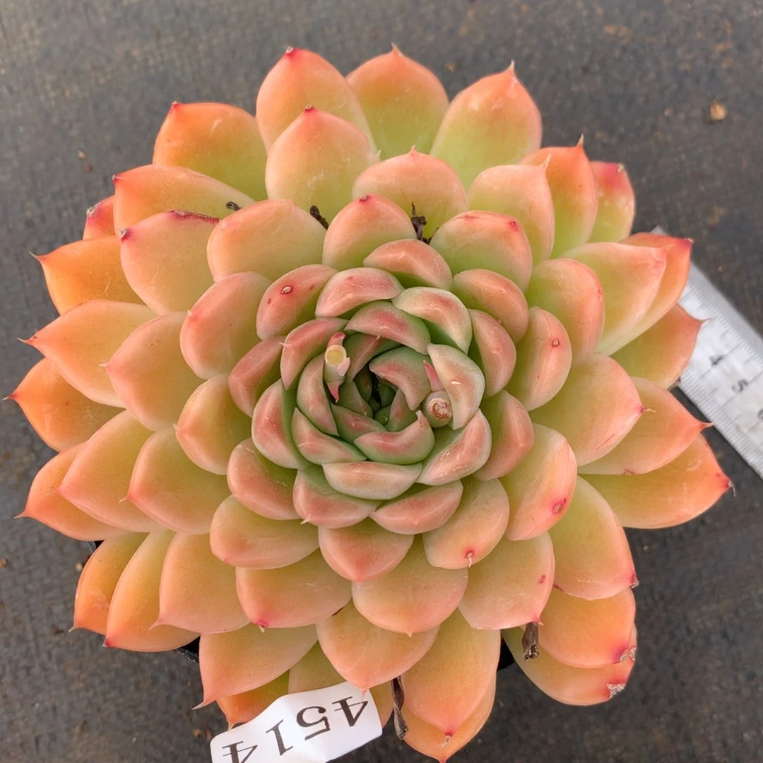 4514有叶伤特价杂交多肉