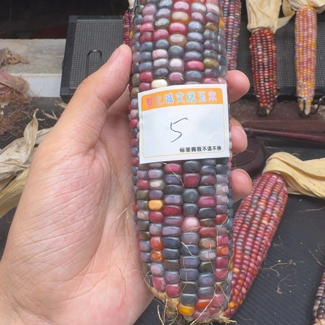 俗***缘吊坠柏香籽/百香籽