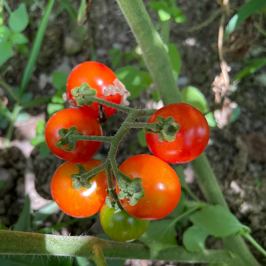 贵州大山野生小西红柿（毛辣果）农家番茄纯酸汤原材料每天现摘发