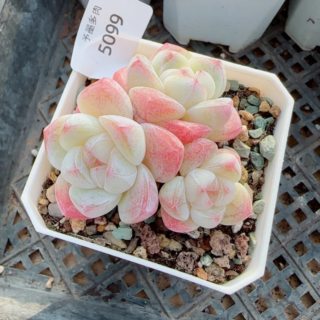 模特冰玉，5099多肉植物