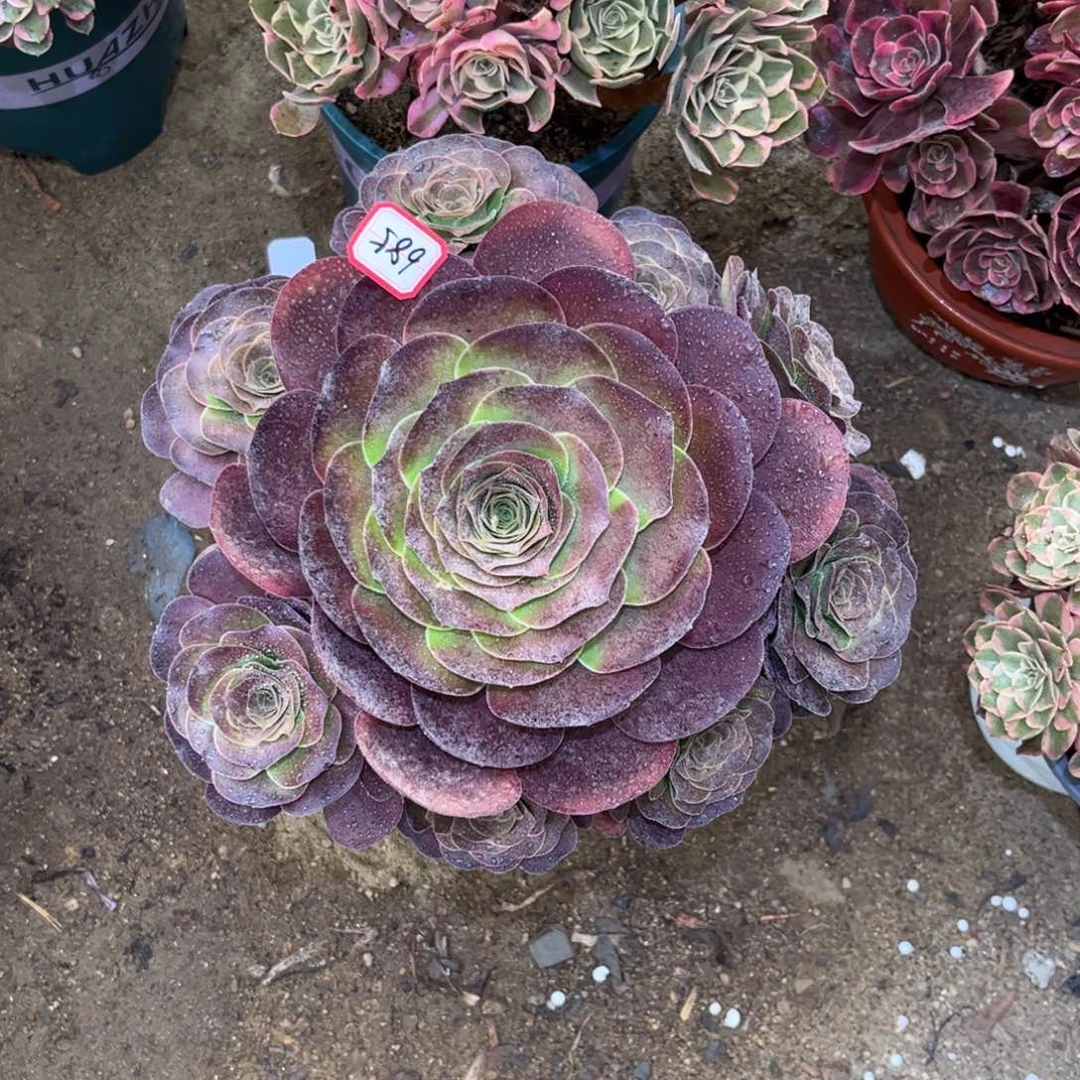 685多肉植物魅金玫瑰