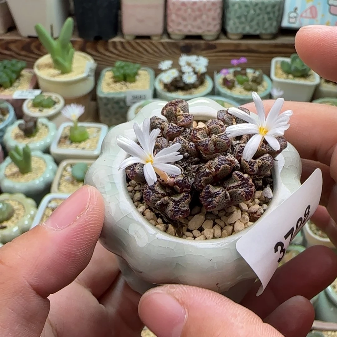 无花朵3798--一物一拍 带盆