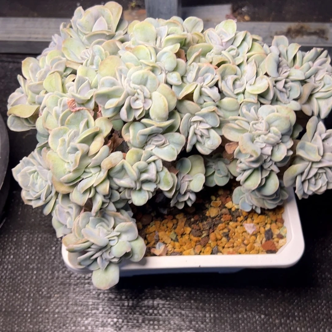 可爱玫瑰缀多肉植物39.8