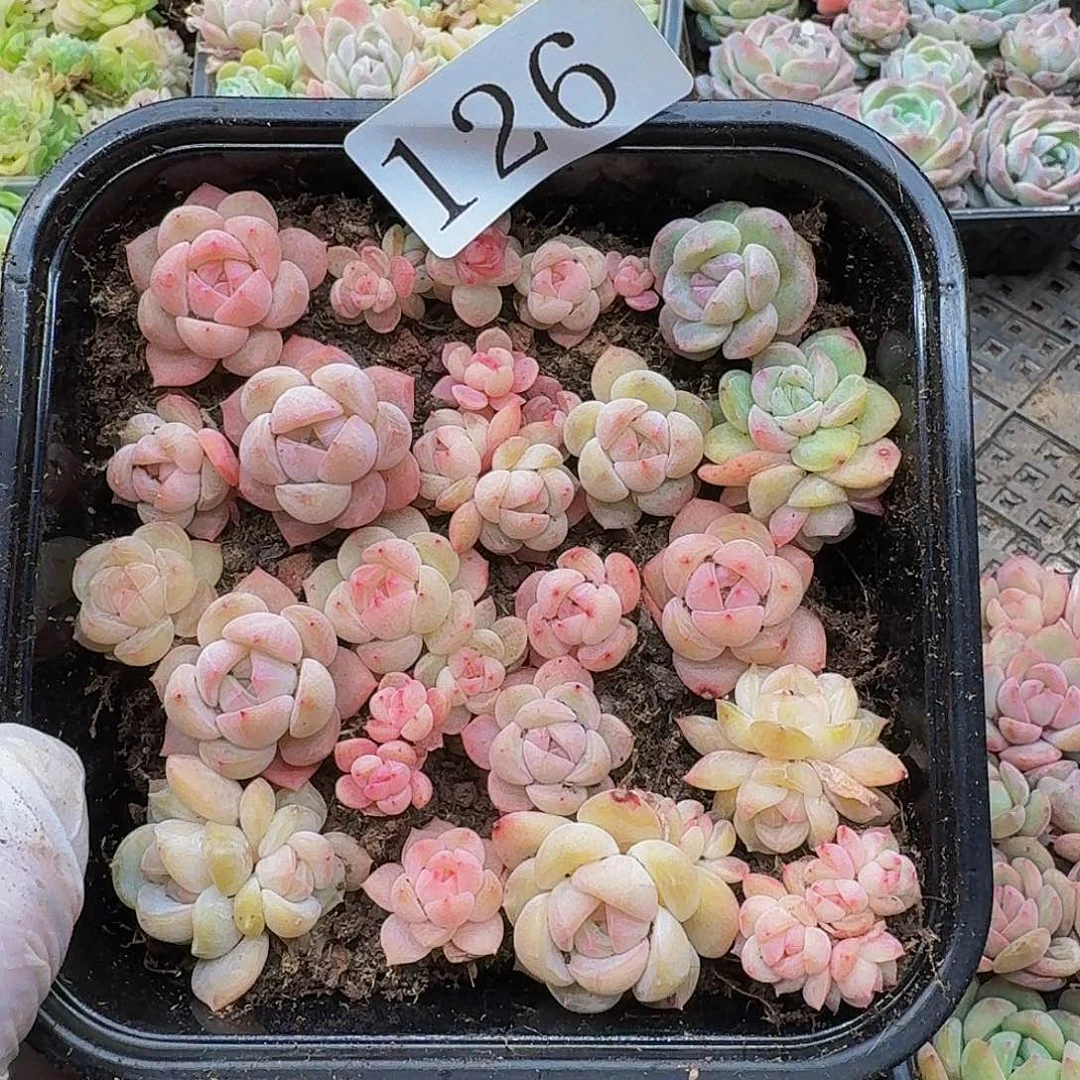 多肉植物多肉植物126