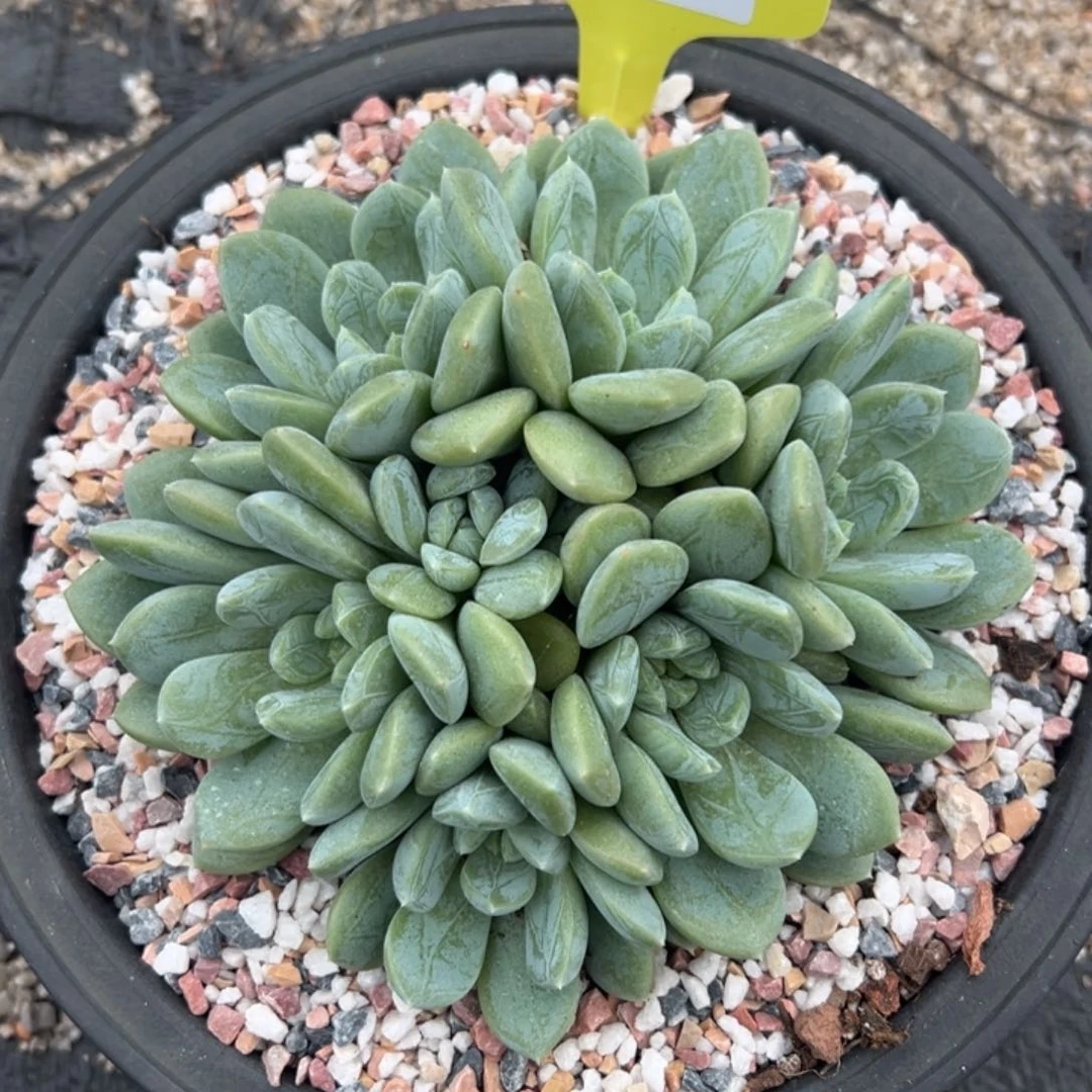 710029 阿迪斯托群生无砍7头