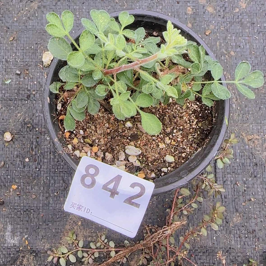 【闪购商品】毛***婆块根植物