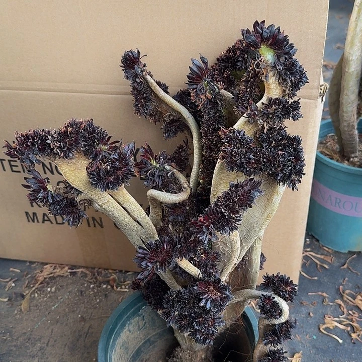 特价瑕疵不售后09